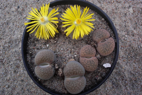 lithops turbiniformis